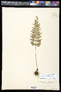 Asplenium cuspidatum image