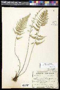 Asplenium cuspidatum image