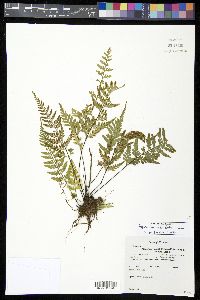 Asplenium cuspidatum image