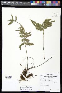 Asplenium cuspidatum image