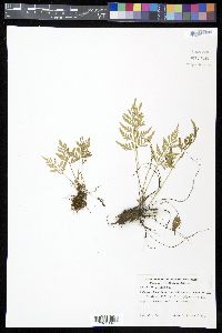 Asplenium cuspidatum image