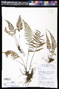 Asplenium cuspidatum image