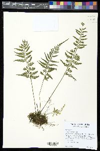 Asplenium cuspidatum image