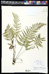 Asplenium cuspidatum image