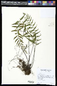 Asplenium cuspidatum image