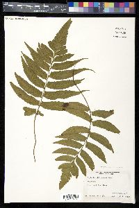 Hymenasplenium delitescens image