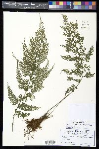 Asplenium myriophyllum image