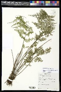 Asplenium myriophyllum image