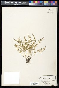 Asplenium montanum image