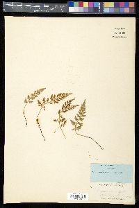 Asplenium montanum image