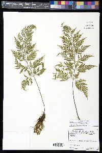 Asplenium fragrans image