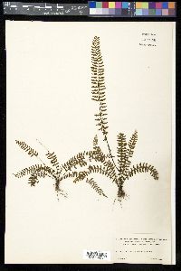 Asplenium formosum image