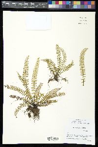 Asplenium formosum image