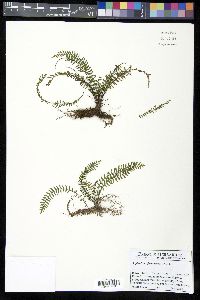 Asplenium formosum image