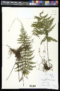 Asplenium flabellifolium image