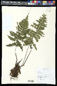 Asplenium flabellulatum image