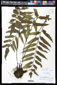 Asplenium feei image