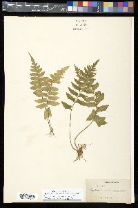 Asplenium hoffmannii image