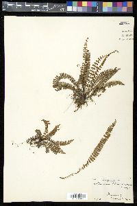 Asplenium heterochroum image