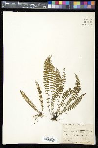 Asplenium heterochroum image