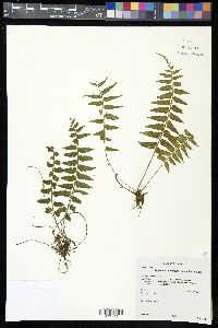 Asplenium hastatum image