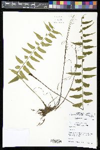 Asplenium hastatum image