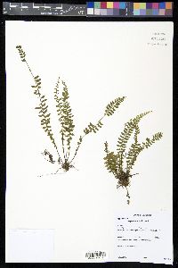 Asplenium hallii image