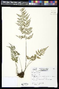 Asplenium gastonis image