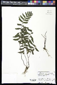 Asplenium laetum image