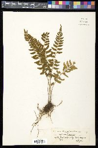 Asplenium laetum image