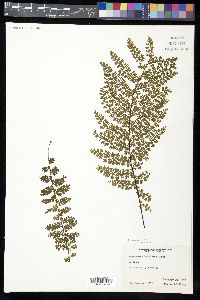 Asplenium maxonii image