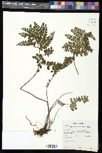 Asplenium macrurum image