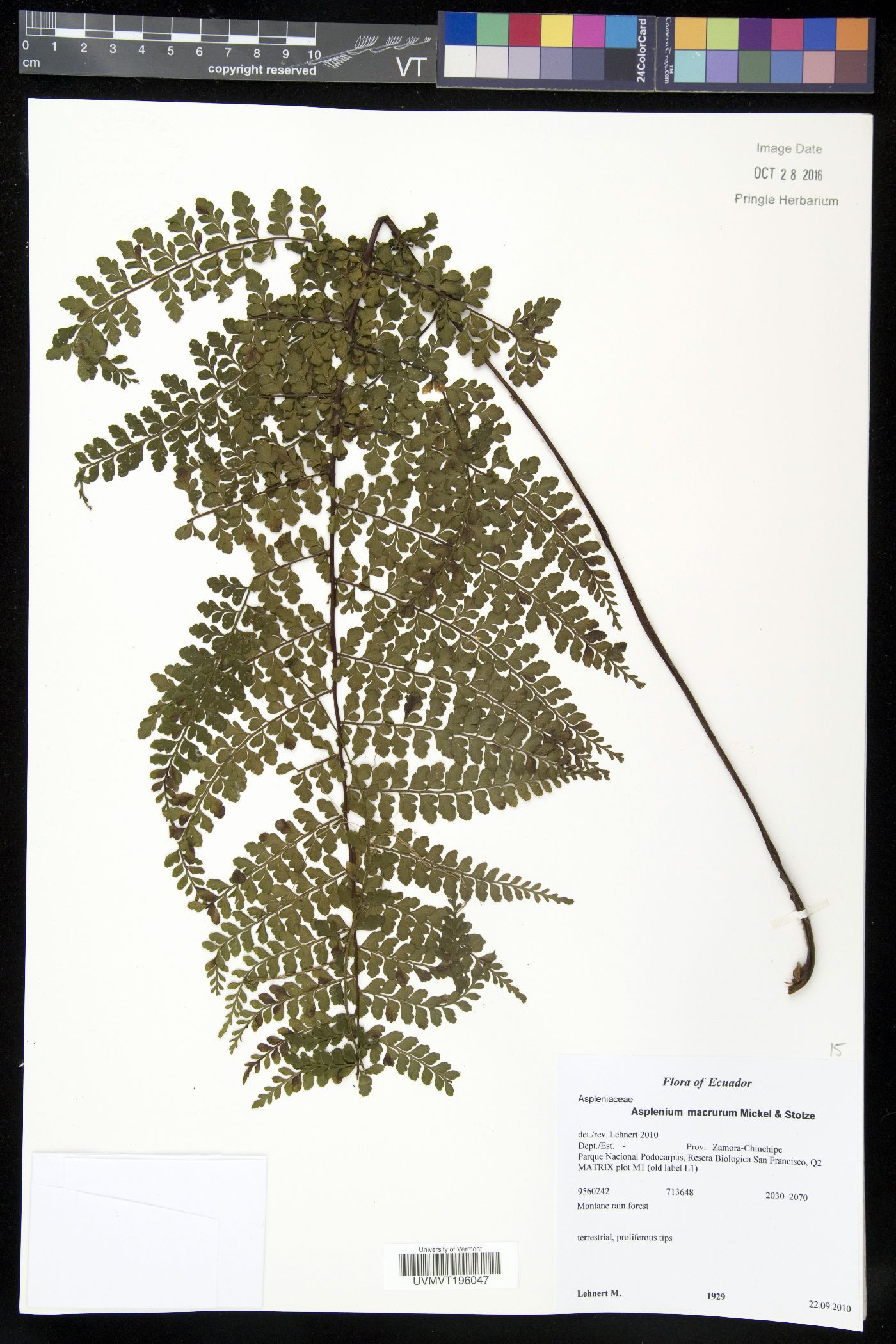 Asplenium macrurum image