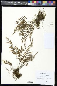 Asplenium auritum image