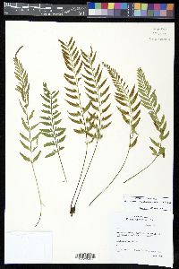 Asplenium auritum image