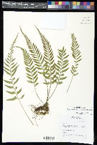 Asplenium auritum image