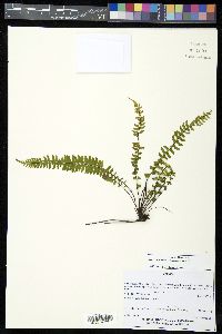 Asplenium monanthes image