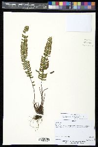 Asplenium monanthes image