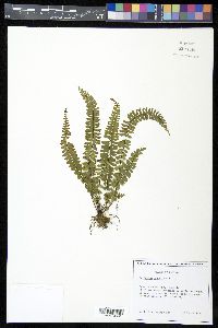 Asplenium monanthes image