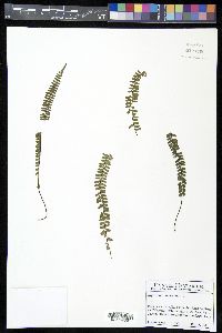 Asplenium monanthes image