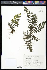 Asplenium obtusifolium image