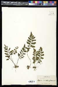 Asplenium obtusifolium image