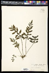 Asplenium obtusifolium image