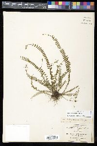 Asplenium palmeri image