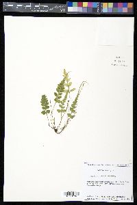 Asplenium pinnatifidum image