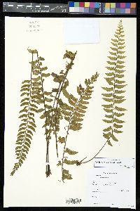 Asplenium pteropus image