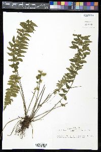 Asplenium pteropus image