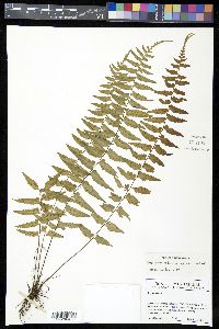 Asplenium pteropus image