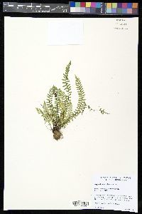 Asplenium resiliens image