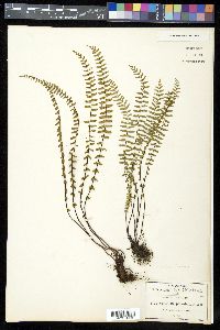 Asplenium parvulum image